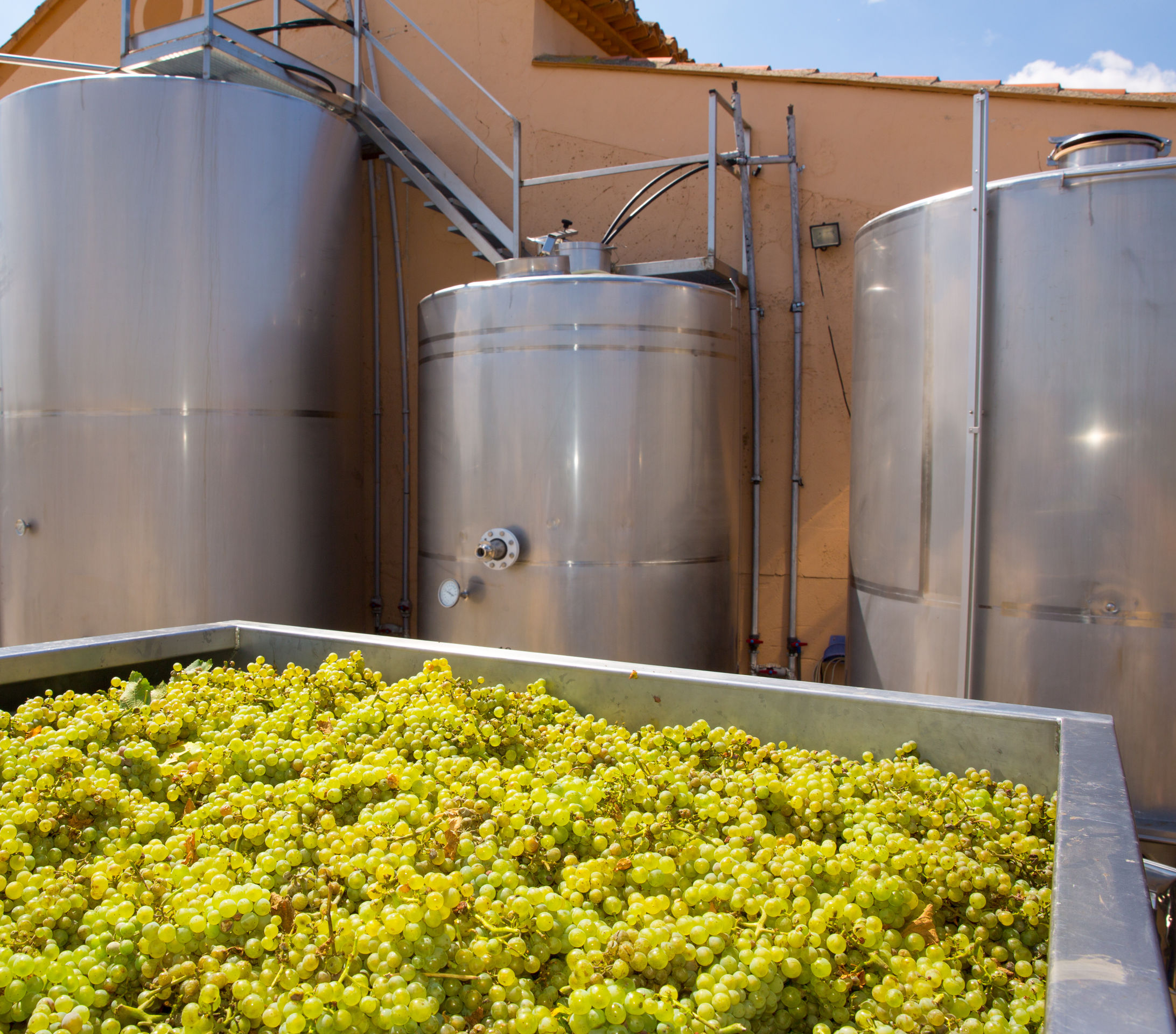 chardonnay winemaking with grapes and tanks