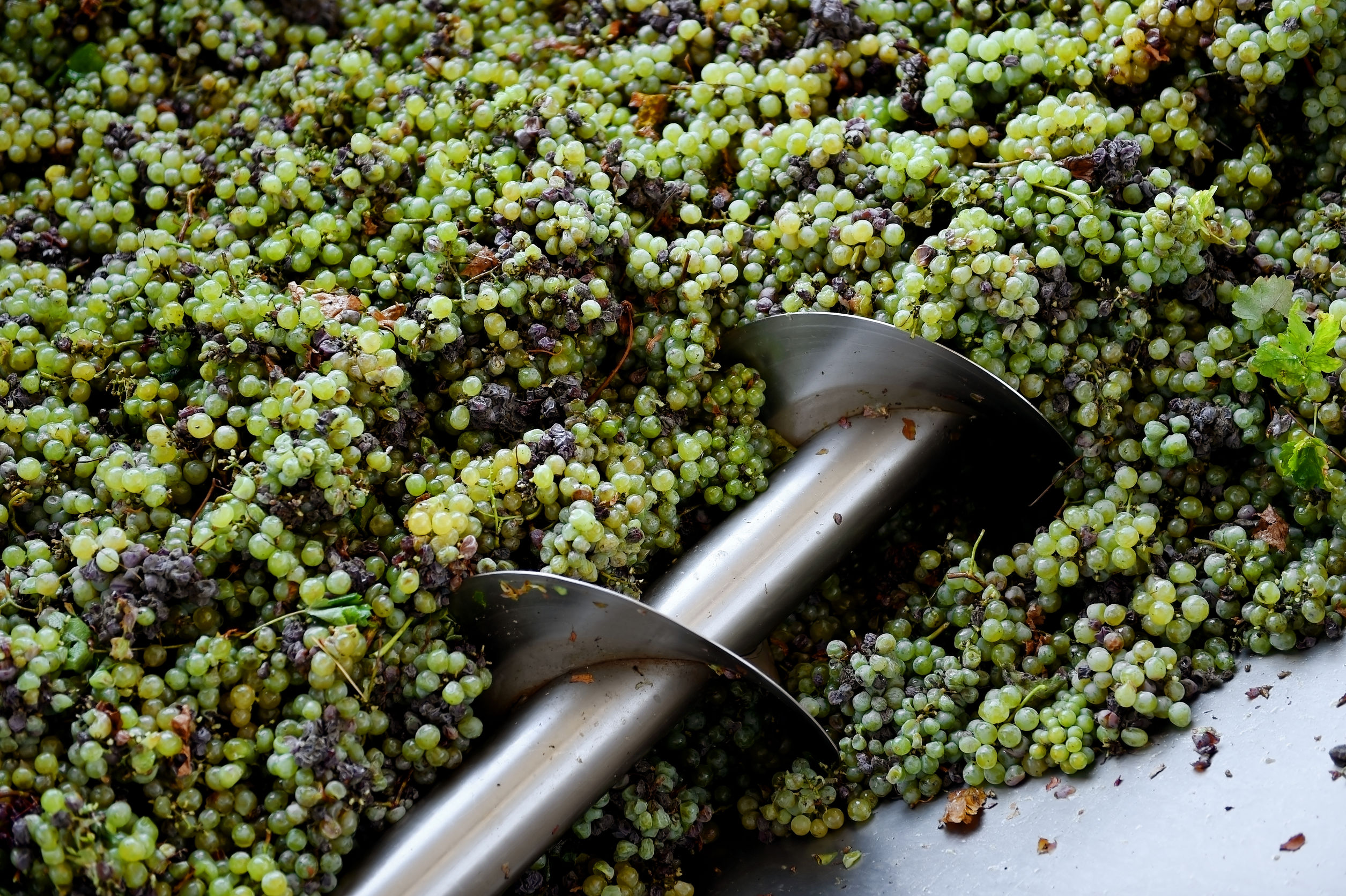 Industrial grape processing