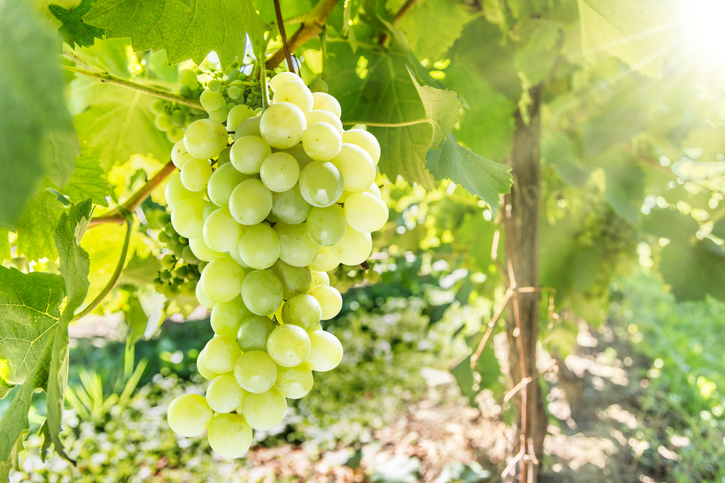 Wine grapes on the vine.