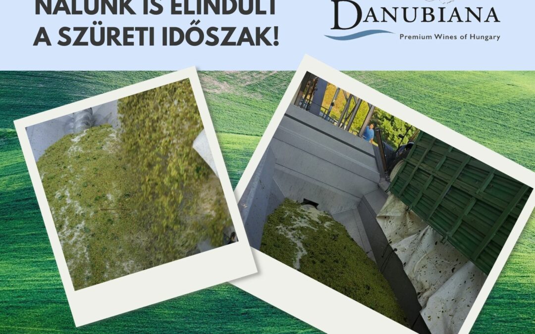 Megkezdődött a szüret a Danubianánál