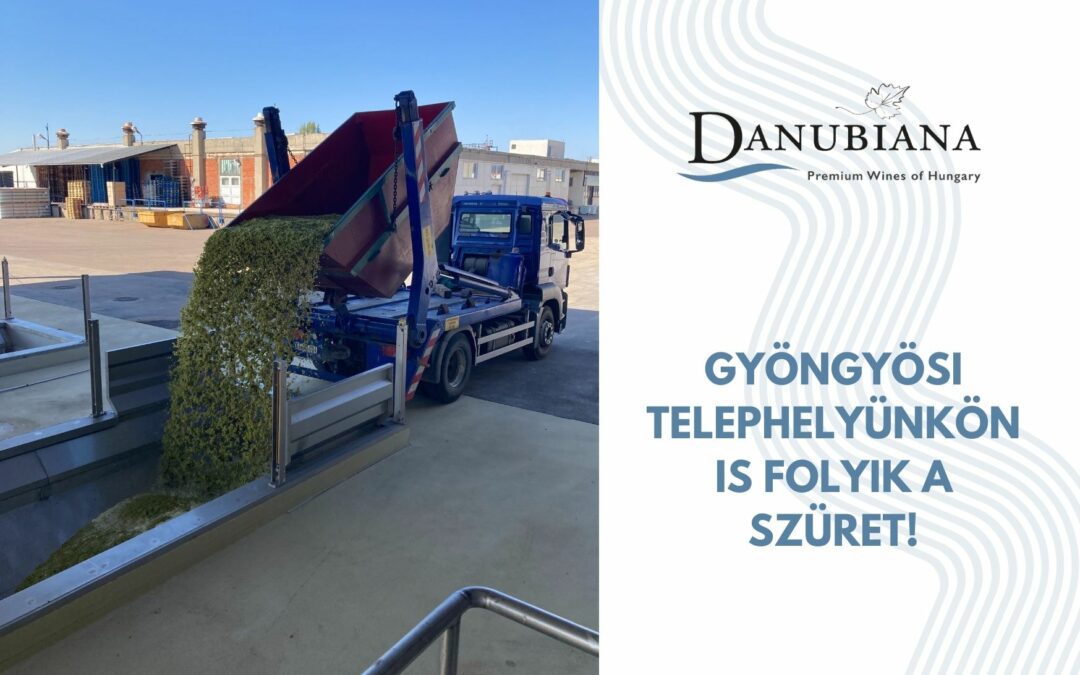 Gyöngyösi telephelyünkön is zajlik a szüret